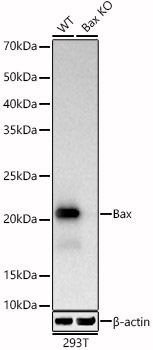 [KO Validated] Bax Rabbit mAb