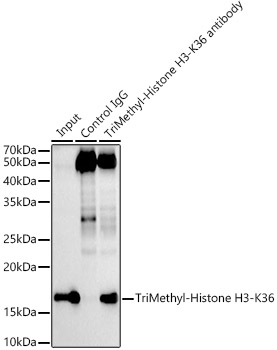 TriMethyl-Histone H3-K36 Rabbit mAb