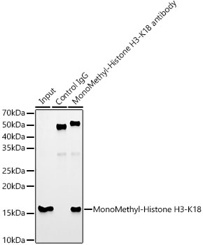 MonoMethyl-Histone H3-K18 Rabbit mAb