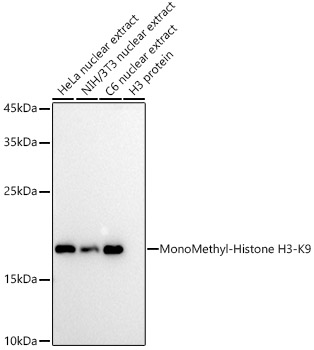 MonoMethyl-Histone H3-K9 Rabbit mAb