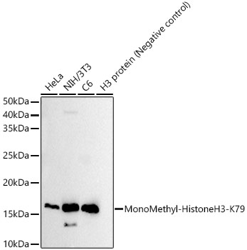 MonoMethyl-Histone H3-K79 Rabbit mAb