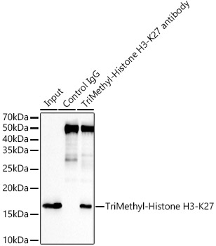 TriMethyl-Histone H3-K27 Rabbit mAb