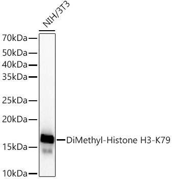 DiMethyl-Histone H3-K79 Rabbit mAb