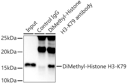 DiMethyl-Histone H3-K79 Rabbit mAb