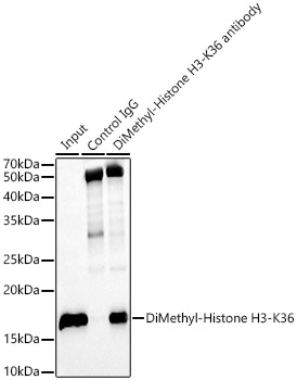 DiMethyl-Histone H3-K36 Rabbit mAb