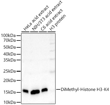 DiMethyl-Histone H3-K4 Rabbit mAb