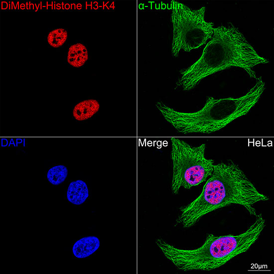 DiMethyl-Histone H3-K4 Rabbit mAb