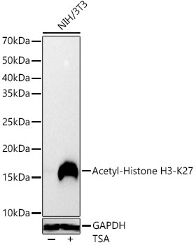 Acetyl-Histone H3-K27 Rabbit mAb