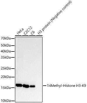 TriMethyl-Histone H3-K9 Rabbit mAb