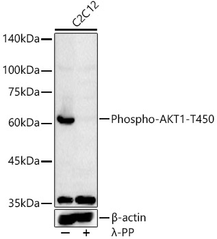 Phospho-AKT1-T450 Rabbit pAb